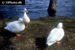 anas platyrhynchos domesticus domestic mallard anas platyrhynchos domesticus domestic mallard