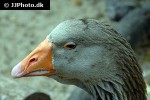anser anser greylag goose anser anser greylag goose
