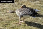anser anser greylag goose anser anser greylag goose