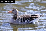 anser anser greylag goose anser anser greylag goose