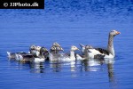 anser anser greylag goose anser anser greylag goose
