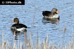 anser anser greylag goose anser anser greylag goose