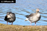 anser anser greylag goose anser anser greylag goose