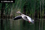 anser anser greylag goose anser anser greylag goose