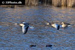 anser anser greylag goose anser anser greylag goose