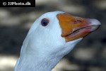 anser anser domesticus domestic goose anser anser domesticus domestic goose