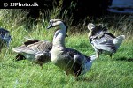 anser cygnoides swan goose anser cygnoides swan goose