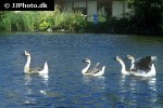 anser cygnoides swan goose anser cygnoides swan goose