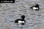 aythya fuligula tufted duck aythya fuligula tufted duck