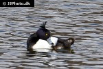 aythya fuligula tufted duck aythya fuligula tufted duck