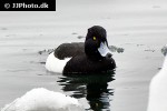 aythya fuligula tufted duck aythya fuligula tufted duck