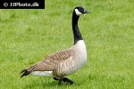 branta canadensis canada goose branta canadensis canada goose