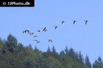 branta canadensis canada goose branta canadensis canada goose