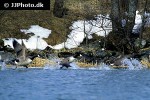 branta canadensis canada goose branta canadensis canada goose