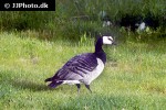 branta leucopsis barnacle goose branta leucopsis barnacle goose