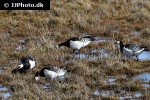 branta leucopsis barnacle goose branta leucopsis barnacle goose