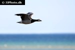 branta leucopsis barnacle goose branta leucopsis barnacle goose