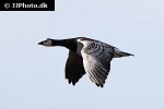 branta leucopsis barnacle goose branta leucopsis barnacle goose