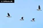 branta leucopsis barnacle goose branta leucopsis barnacle goose