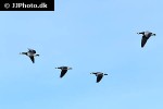 branta leucopsis barnacle goose branta leucopsis barnacle goose