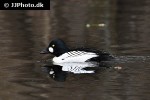 bucephala clangula common goldeneye duck bucephala clangula common goldeneye duck