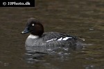 bucephala clangula common goldeneye duck bucephala clangula common goldeneye duck