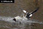 bucephala clangula common goldeneye duck bucephala clangula common goldeneye duck