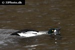 bucephala clangula common goldeneye duck bucephala clangula common goldeneye duck