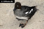 bucephala clangula common goldeneye duck bucephala clangula common goldeneye duck