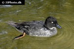 bucephala clangula common goldeneye duck bucephala clangula common goldeneye duck