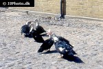 cairina moschata muscovy duck cairina moschata muscovy duck