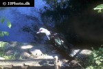 cairina moschata muscovy duck cairina moschata muscovy duck