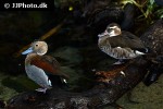 callonetta leucophrys ringed teal callonetta leucophrys ringed teal