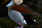 callonetta leucophrys ringed teal callonetta leucophrys ringed teal