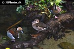 callonetta leucophrys ringed teal callonetta leucophrys ringed teal