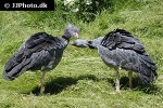 chauna torquata southern screamer chauna torquata southern screamer