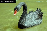 cygnus atratus black swan cygnus atratus black swan