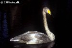 cygnus cygnus whooper swan cygnus cygnus whooper swan