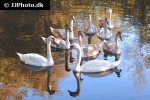 cygnus olor mute swan cygnus olor mute swan