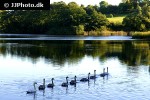 cygnus olor mute swan cygnus olor mute swan