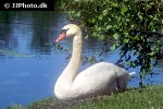 cygnus olor mute swan cygnus olor mute swan