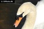 cygnus olor mute swan cygnus olor mute swan
