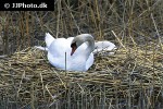 cygnus olor mute swan cygnus olor mute swan