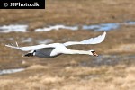 cygnus olor mute swan cygnus olor mute swan