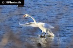 cygnus olor mute swan cygnus olor mute swan