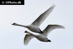 cygnus olor mute swan cygnus olor mute swan