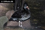 dendrocygna javanica lesser whistling duck dendrocygna javanica lesser whistling duck