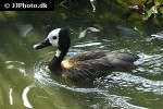 dendrocygna viduata white faced whistling duck dendrocygna viduata white faced whistling duck