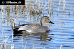 mareca strepera gadwall duck mareca strepera gadwall duck