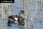 mareca strepera gadwall duck mareca strepera gadwall duck